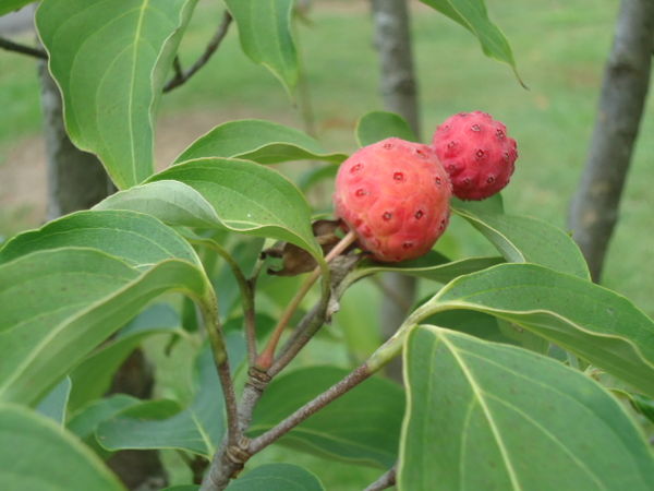 Pretty berries on a tree, but don't know what they...