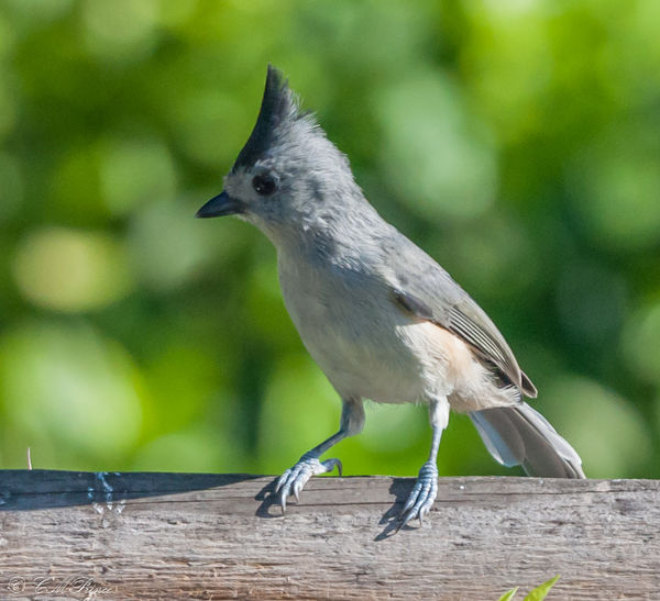Black-crested Titmouse...