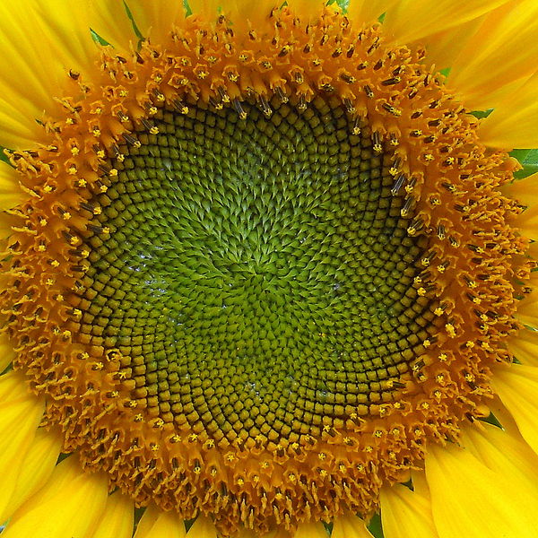 Summer Sunflower...