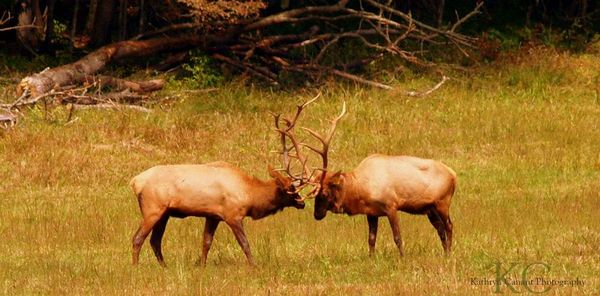 Cataloochee Male Elks...