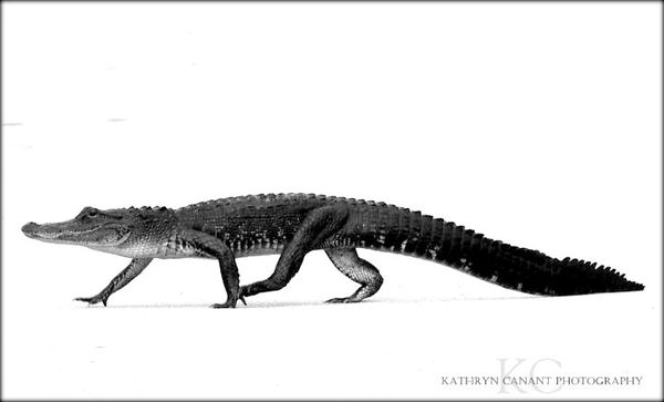 Florida Marsh Alligator...