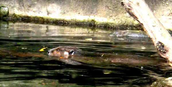 beaver swims on surface...
