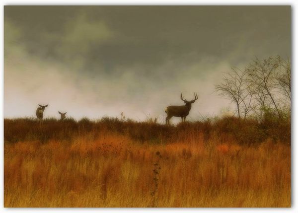Deer on the ridge just as the fog was starting to ...