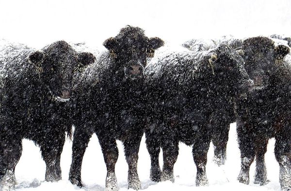 Cows in the snow from last year...