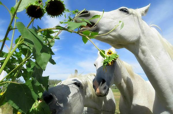 Cheeky horses from last summer stealing my sunflow...