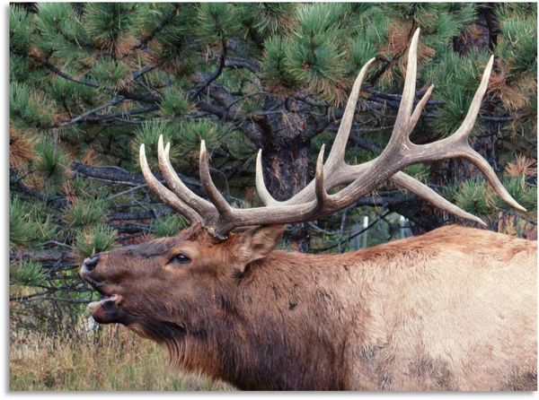 During the Rut, a bull Elk warns other bull Elk to...