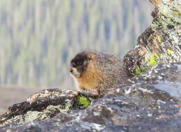One of my favorite Marmot photo's from a few month...
