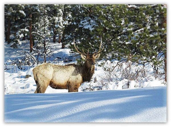 Elk in the snow...