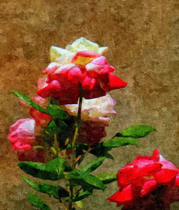 Just roses......