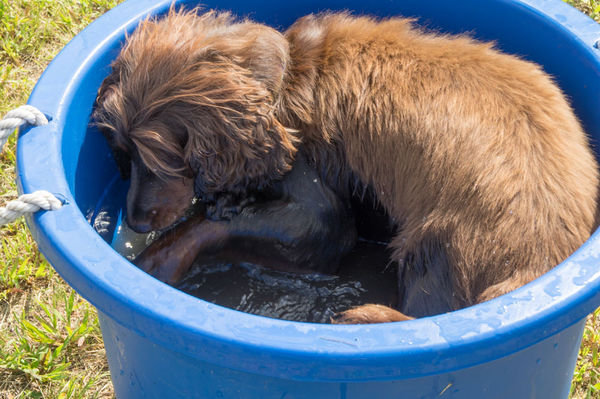 Adopt A Pet pooch playing in a bucket of water - a...
