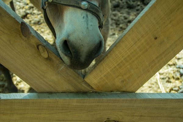 Some are just plain "nosey" (at a petting zoo)...