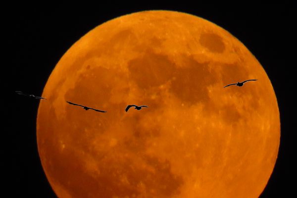 Another flock of pelicans in blood moon...
