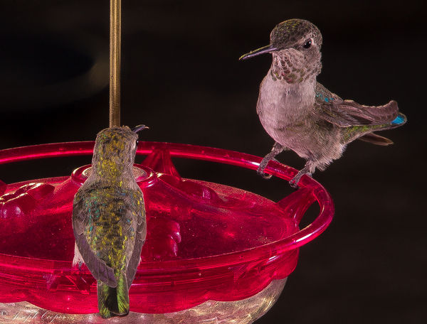More Hummers...