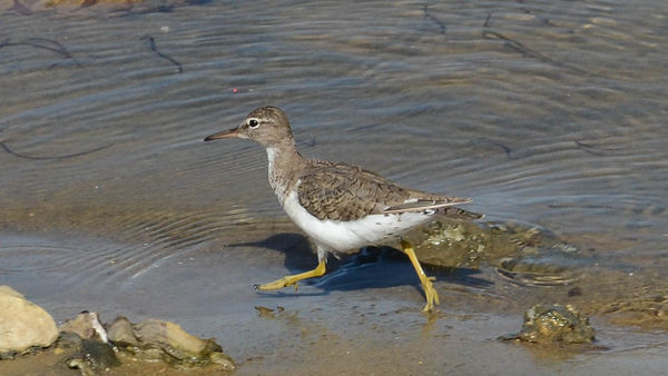 Spotted Sandpiper - Liberty Station...