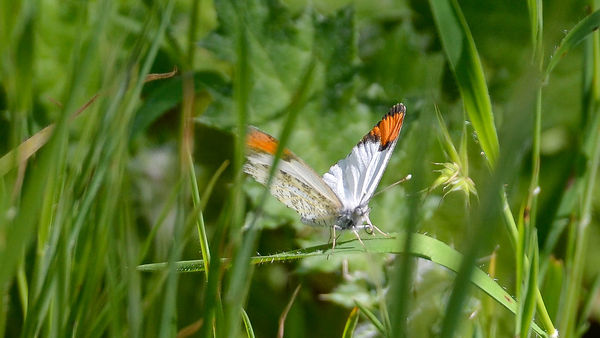 Pacific Orangetip butterfly - PQ Canyon...
