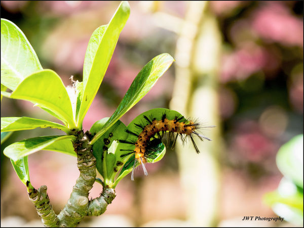 Another voracious caterpillar...