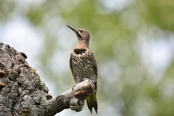 Northern Flicker, yellow-shafted...