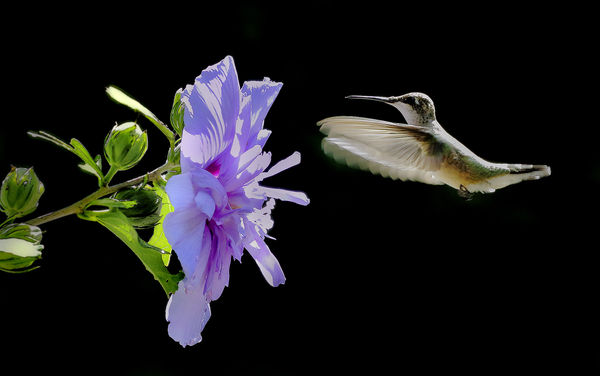 Bird & Flower...