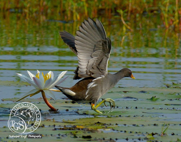 Common Coot - no time to smell the flowers.......