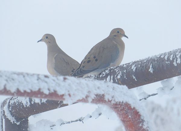 A pair of mourning doves....