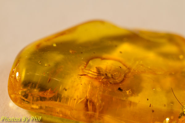Natural Baltic amber with fossil spider...