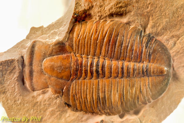 Fossil trilobite "Elrathia Kingi", stacked...