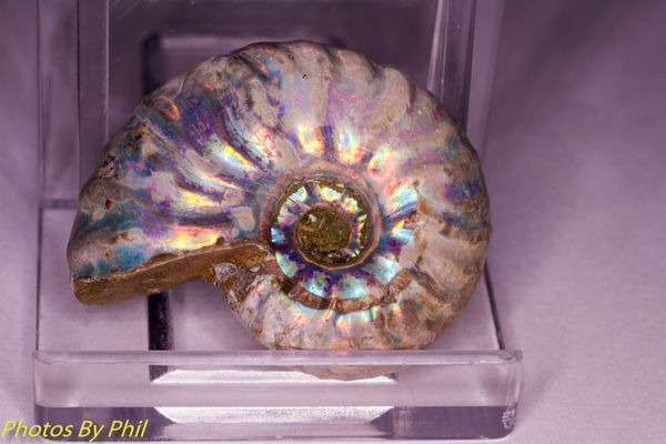 Irridescent Ammonite, natural light...