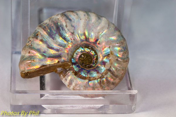 Irridescent Ammonite, stacked...
