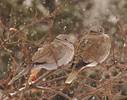 Eurasian Collard Doves - huddled ready for the nex...