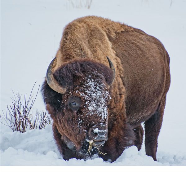 Bison in winter...
