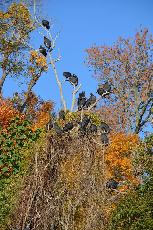 Tree Full of Vultures...