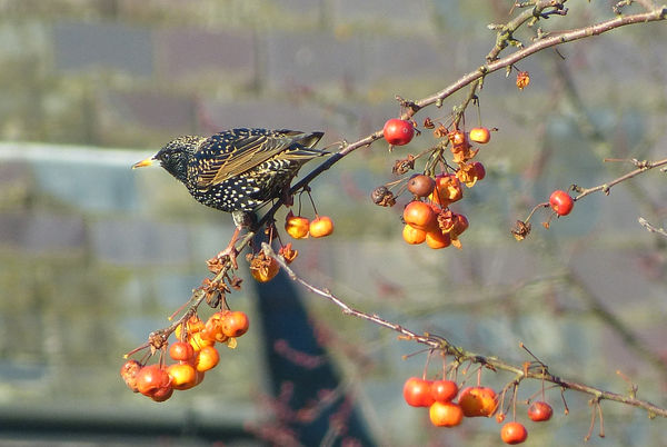 Starling after the berries...