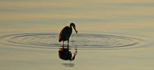 The feeding Great Blue Heron illustrates another p...
