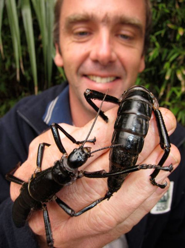Lord Howe Island Giant Walking Stick Insects...