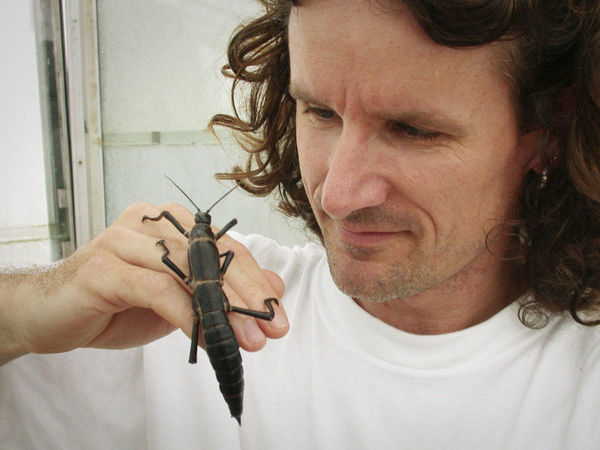 Lord Howe Island Giant Stick Insect...