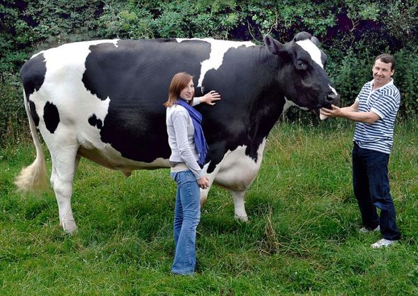Giant 2,000 Lb. Cow...