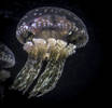 Jellyfish have many circles...