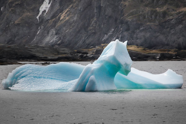 "Horse head" Iceberg...