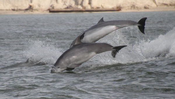 Dolphins Having Fun...