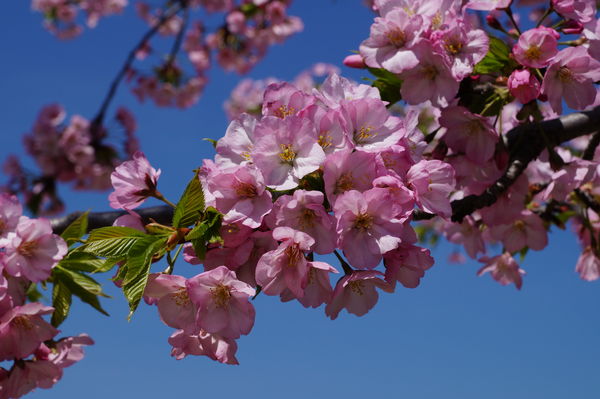 Cherry blossoms, Washington, DC...