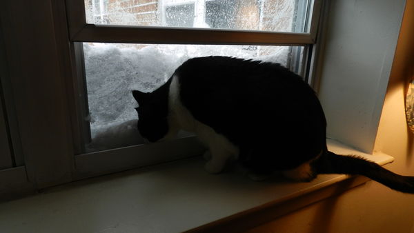 Oreo cleaning up the snow that fell in when I open...