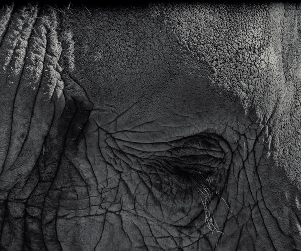 eyelash of the elephant...