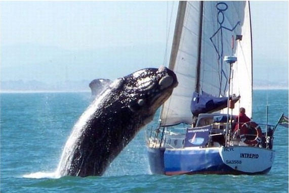 Whale Watching Up Close...