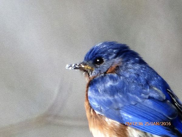 7 in . Eastern Bluebird feeding from feeders @ our...