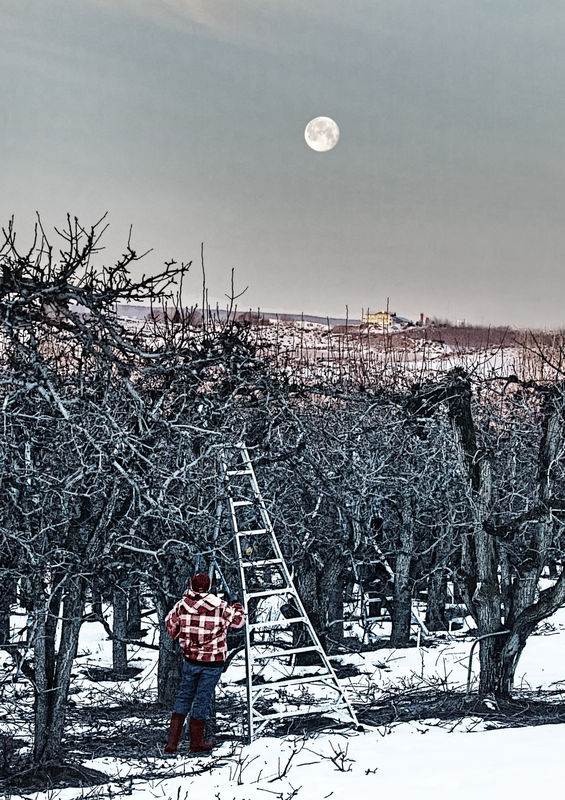 2. Pruning the orchards on Monday at sunrise. The ...