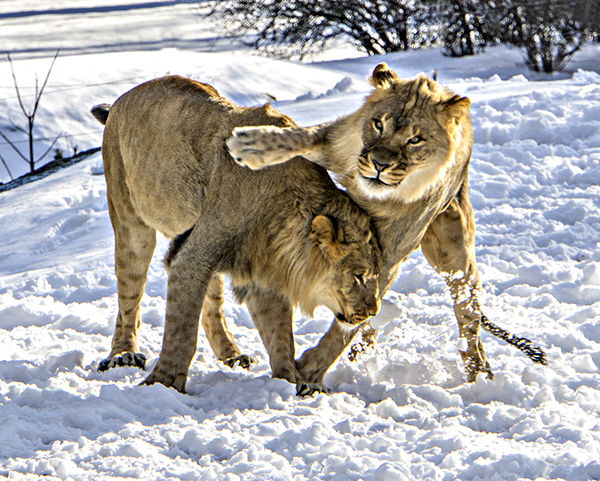 lion in snow 1...
