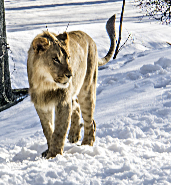 lion in sno 2...