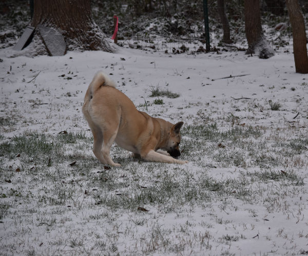 My Akita enjoying the snow...