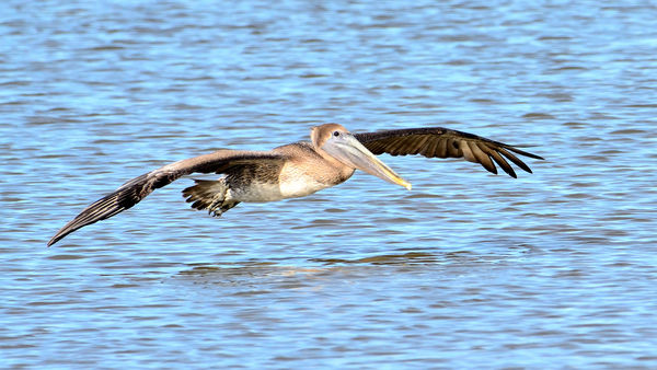 Brown Pelican landing...