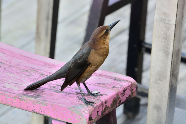 Boat-Tailed Grackle (Female)...